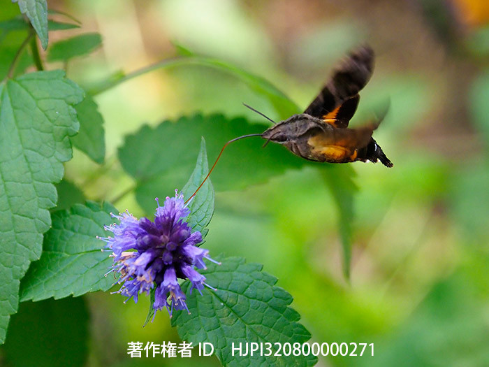 アガスターシェの花にホシホウジャク