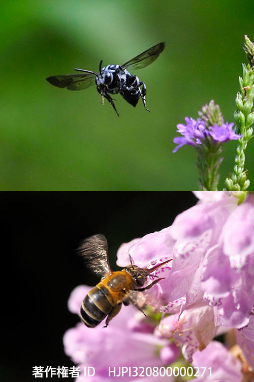 コシブトハナバチとルリモンハナバチ