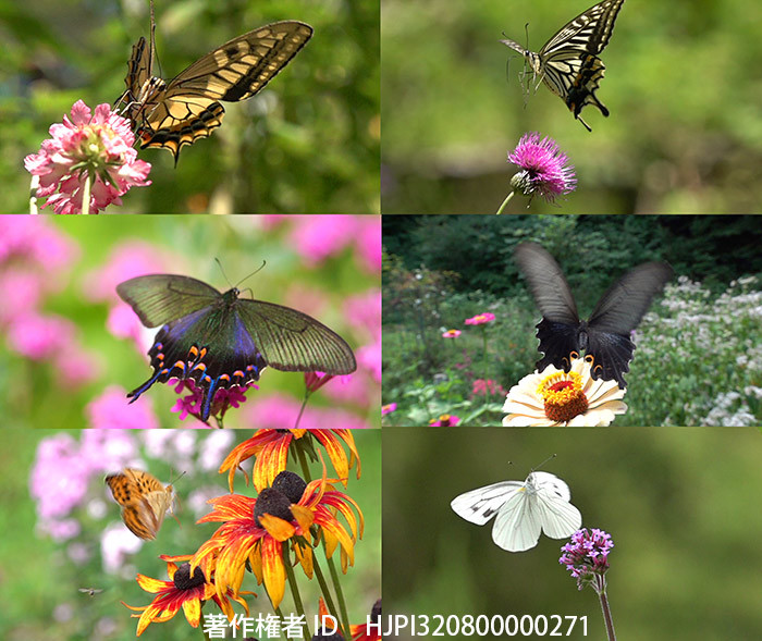 2020年庭のバタフライガーデン