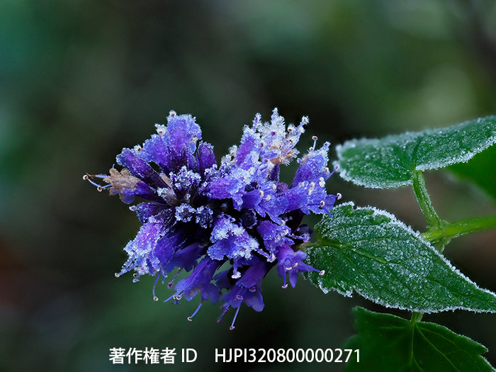 アガスターシェの花に霜