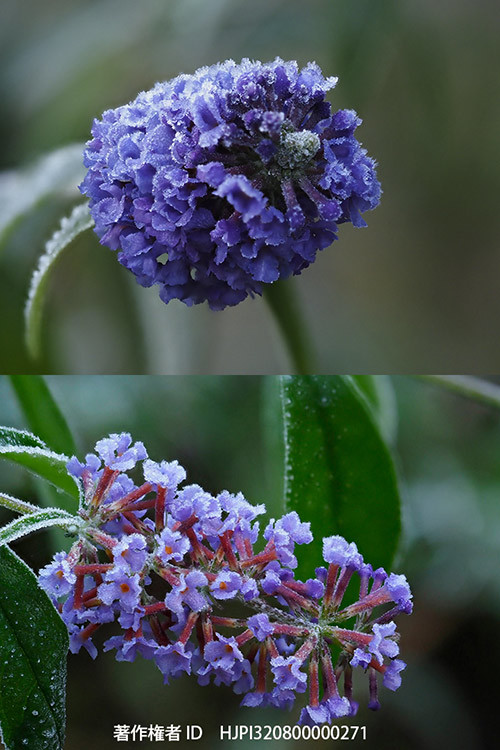 ブッドレアの花も終わりだ