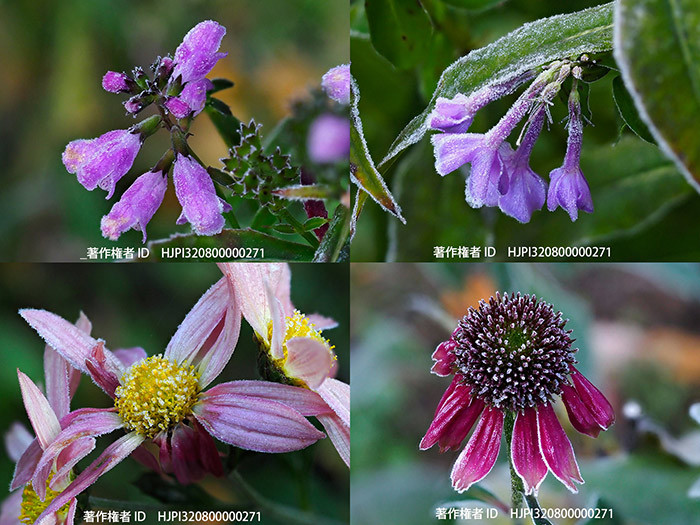 花を閉じない宿根草