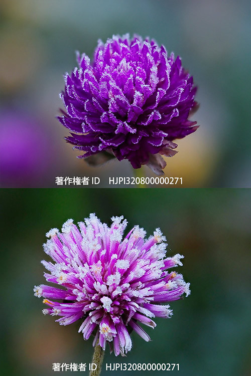 センニチコウと宿根センニチコウ