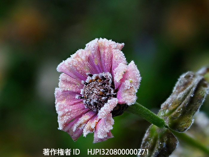 百日草も枯れてしまった