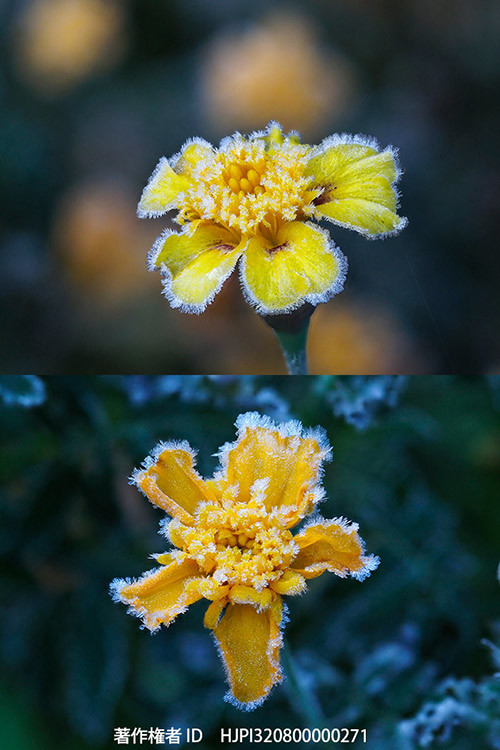 マリーゴールドに付いた霜