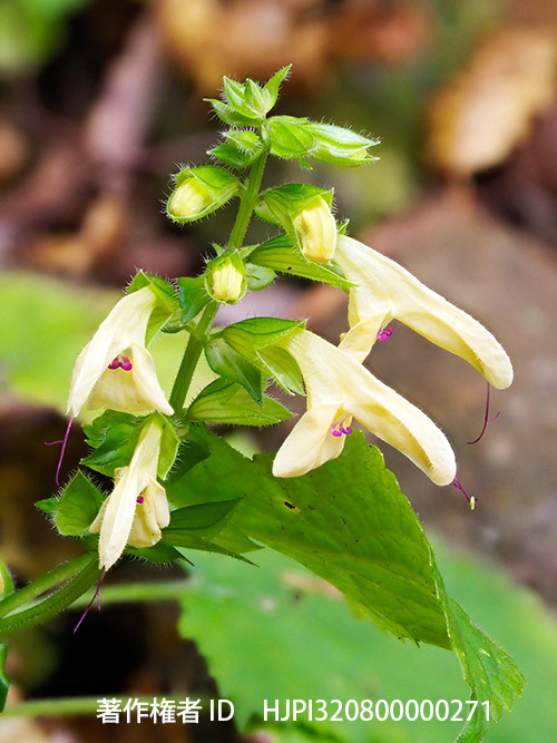 庭の野草　キバナアキギリ