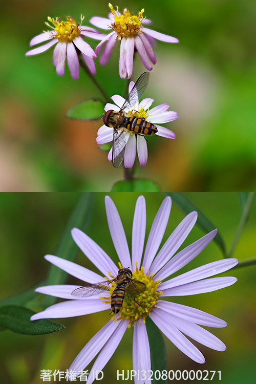 同じホソヒラタアブの大きさがこんなに違って見える
