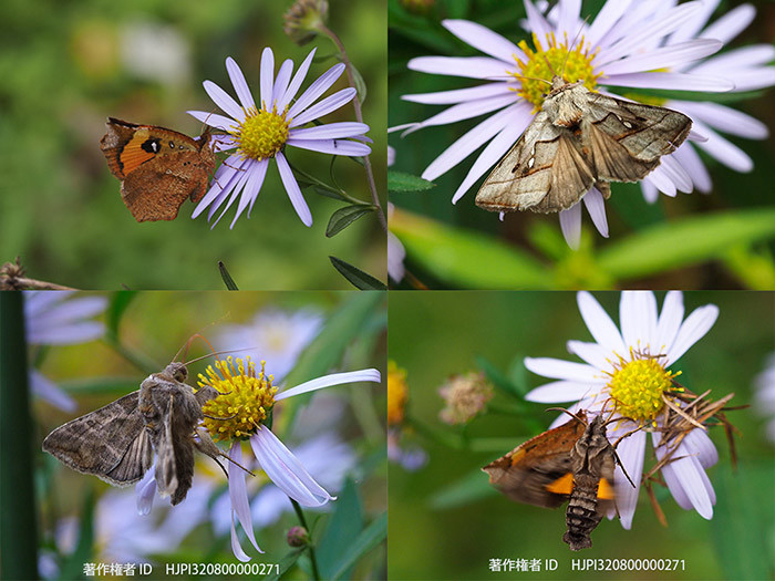 ヨメナの花に来たホシヒメホウジャクなど