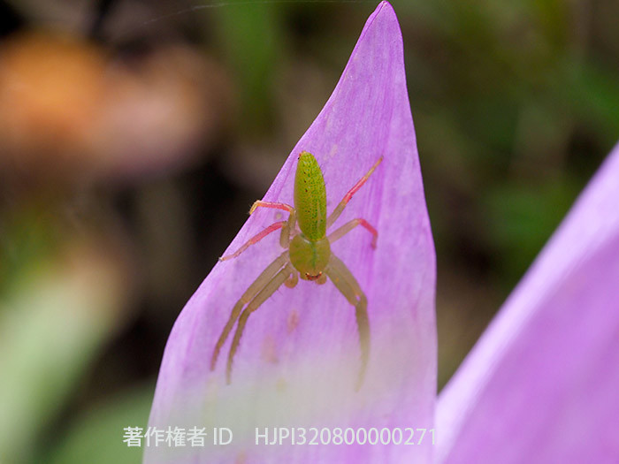 コルチカムの花にいたワカバグモ