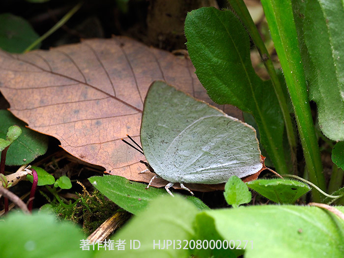 庭のウラギンシジミは越冬できるのか？