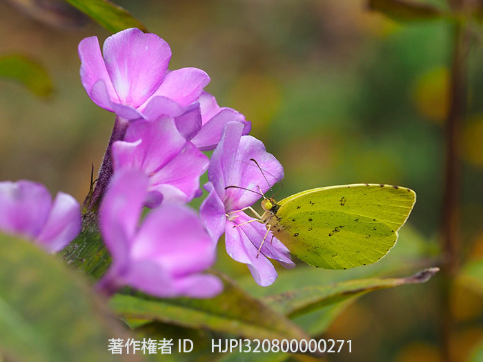 フロックスの花にキチョウ