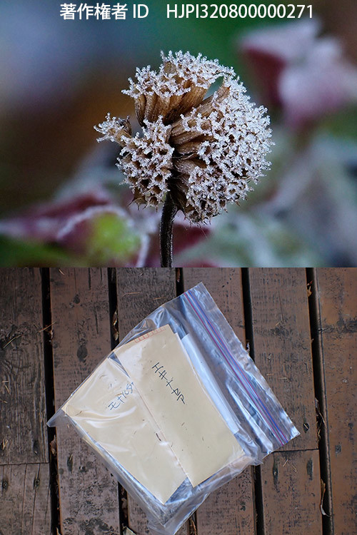 庭の花の種を集めた