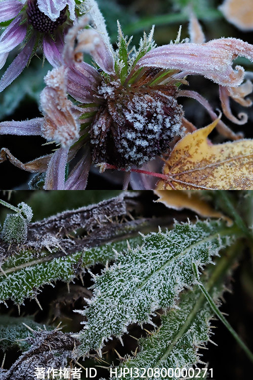 アザミに似た葉のベルケアに付いた霜