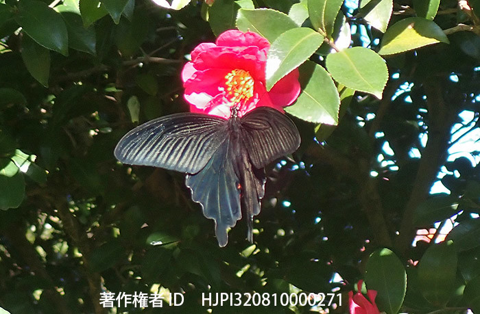 11月末の東京のクロアゲハ