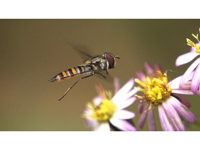 ヒラタアブの平均棍