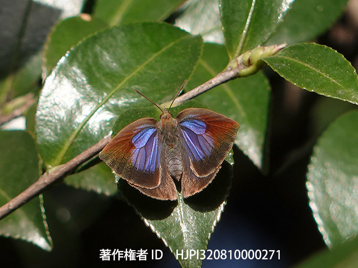 ムラサキシジミ