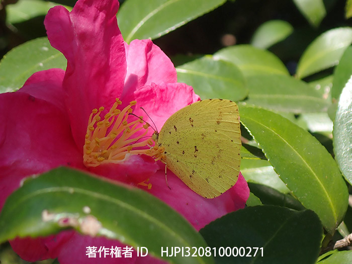 ツバキの花にキチョウ