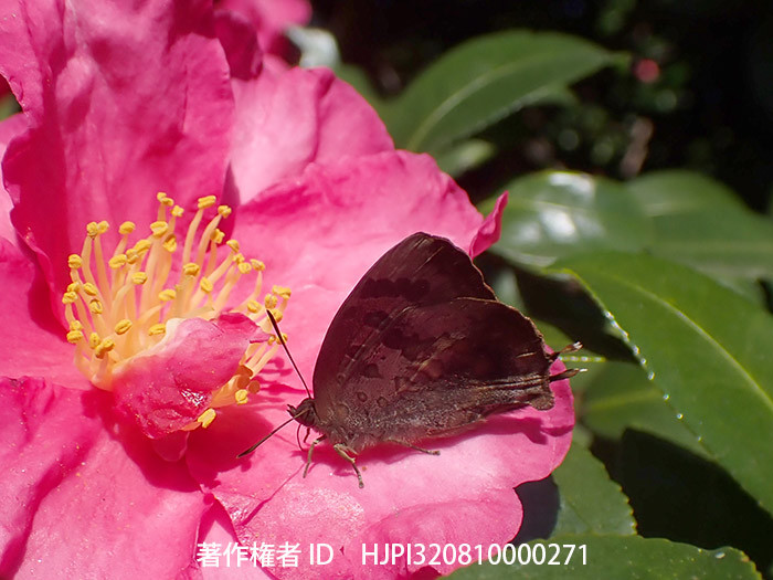 ツバキの花にムラサキツバメ