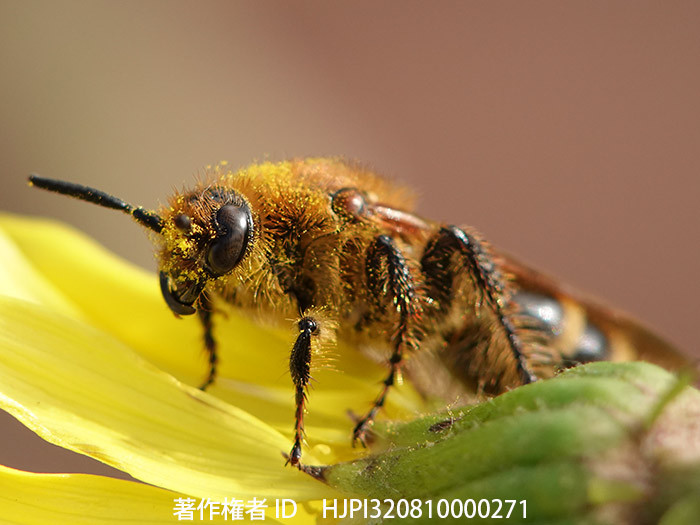 キンケハラナガツチバチ