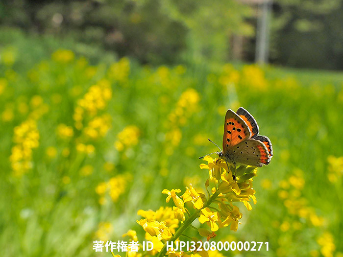 広報こもろ連載　2016年4月号 ベニシジミ