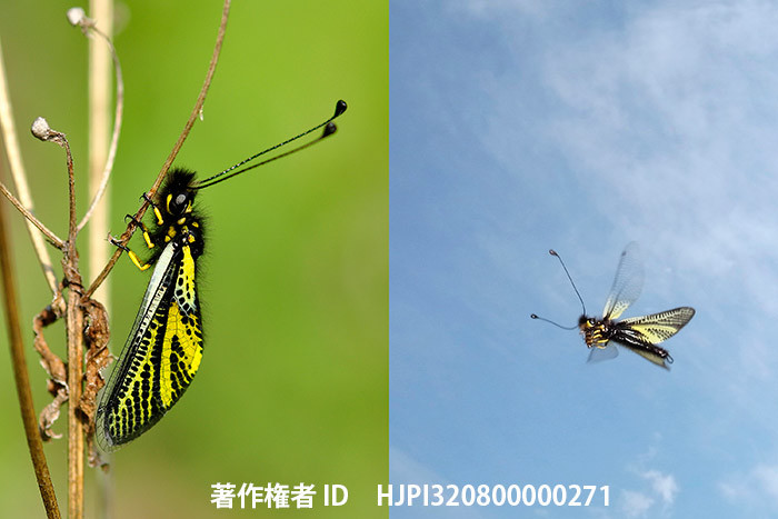 広報こもろ連載　2016年6月号 キバネツノトンボ