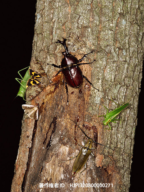 広報こもろ連載　2016年7月号 カブトムシ