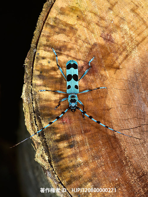 広報こもろ連載　2016年8月号 ルリボシカミキリ