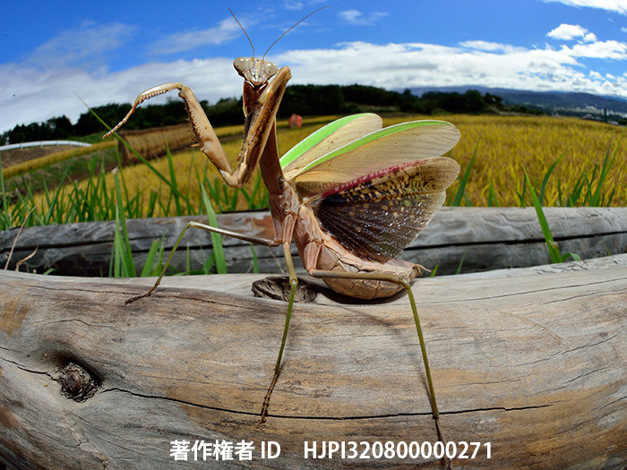 広報こもろ連載　2016年11月号 オオカマキリ