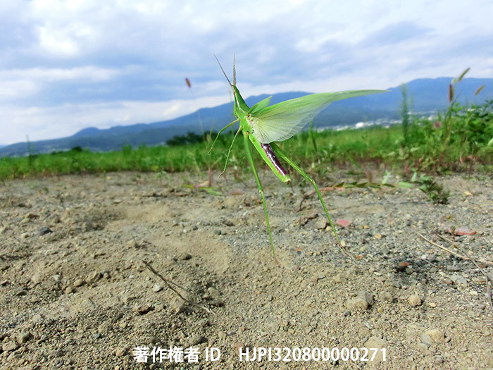 広報こもろ連載　2016年9月号 ショウリョウバッタ