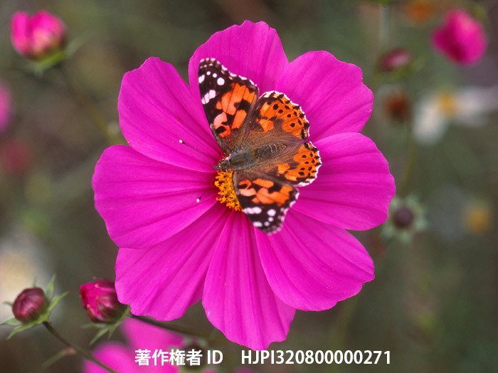 広報こもろ連載　2016年12月号 ヒメアカタテハ