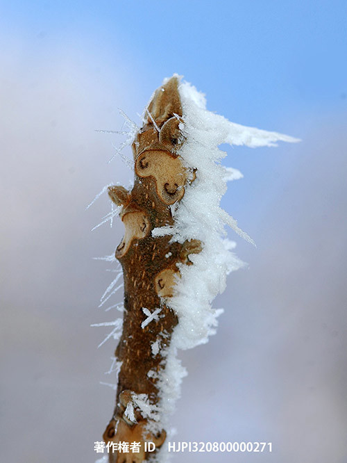 広報こもろ連載　2017年1月号 クルミの葉痕