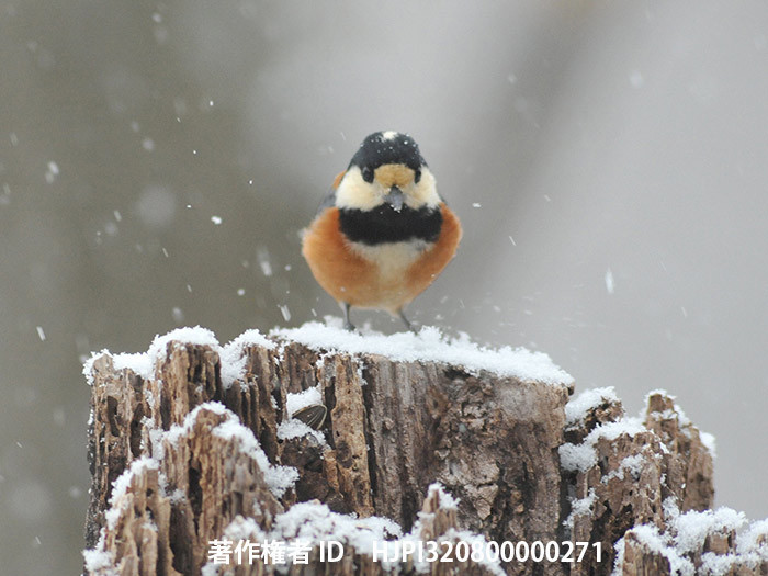 広報こもろ連載　2017年2月号 ヤマガラ