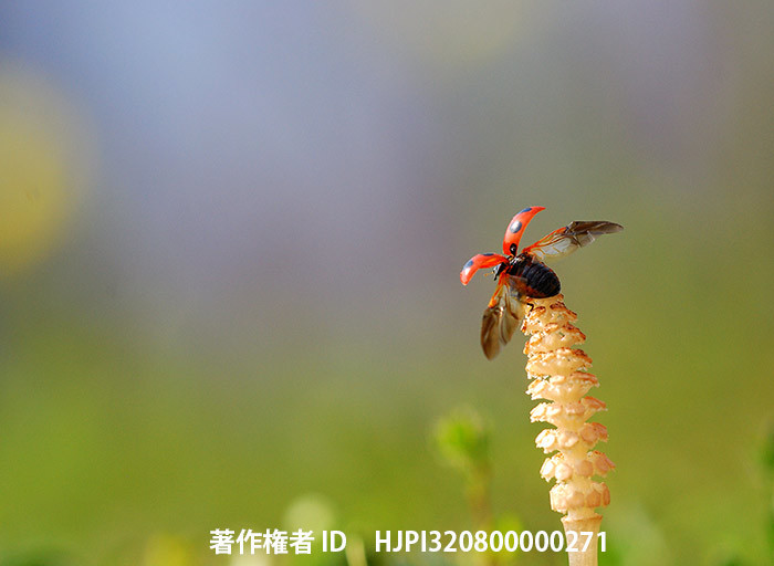 広報こもろ連載　2017年3月号 ナナホシテントウ