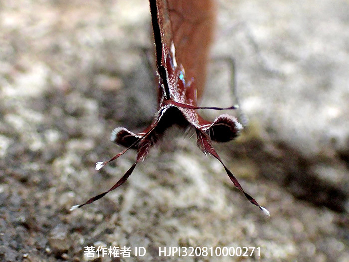 今年のベストショット2月　ウラクロフタオシジミの偽の頭