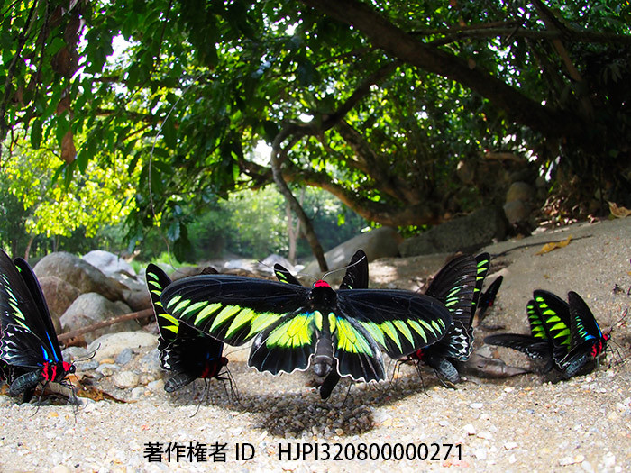 今年のベストショット3月　アカエリトリバネアゲハ