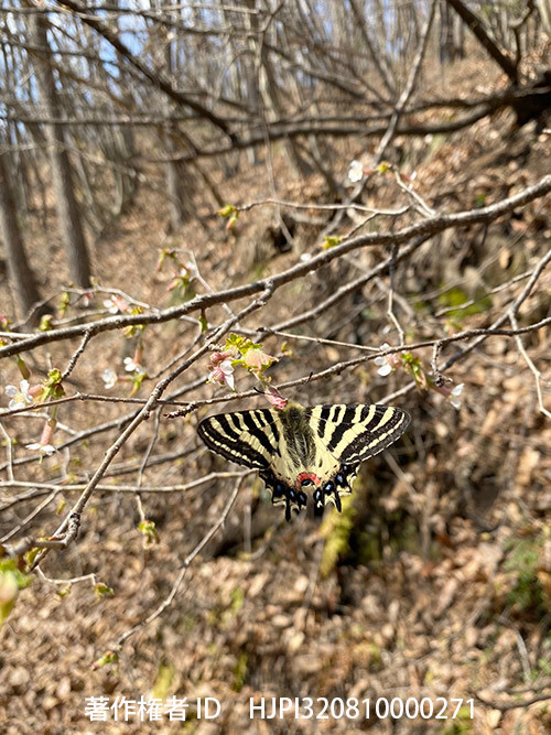 今年のベストショット4月　チョウジザクラで吸蜜するヒメギフチョウ