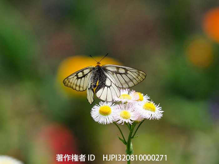 今年のベストショット5月　庭のウスバシロチョウ