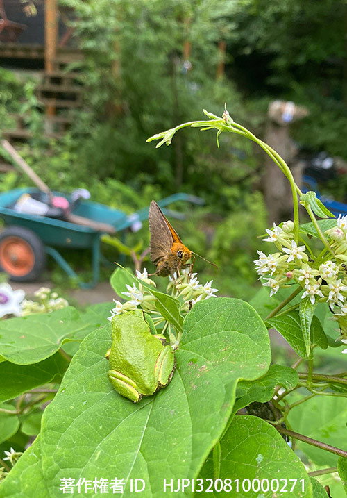 今年のベストショット7月その2　アマガエルとキバネセセリ