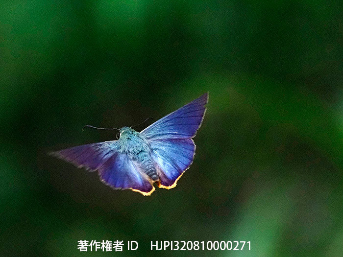 今年のベストショット8月　アオバセセリ