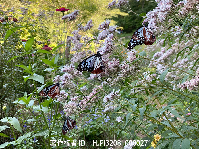 今年のベストショット9月　アサギマダラ
