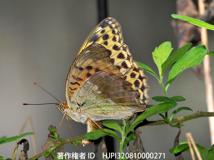 今年のベストショット10月　オオウラギンスジヒョウモンの産卵