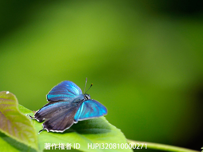 今年のベストショット6月その2　ジョウザンミドリシジミ