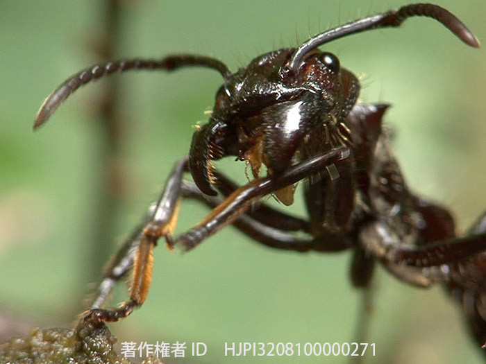 毒針を持つアリ　パラポネラ