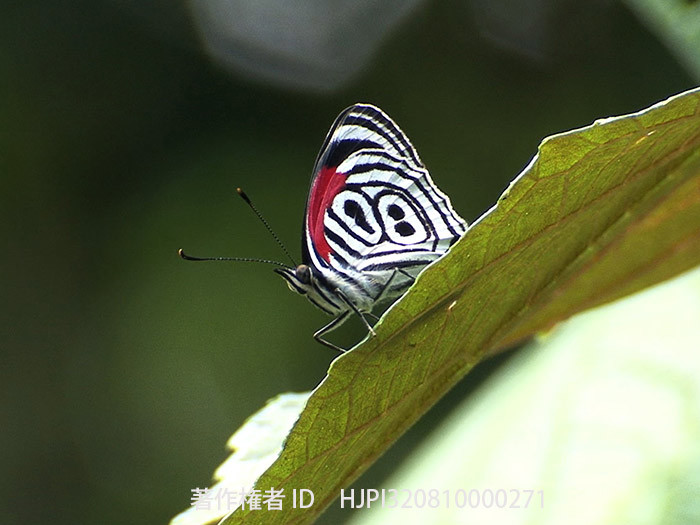 翅の裏に88の模様、ウラモジタテハ
