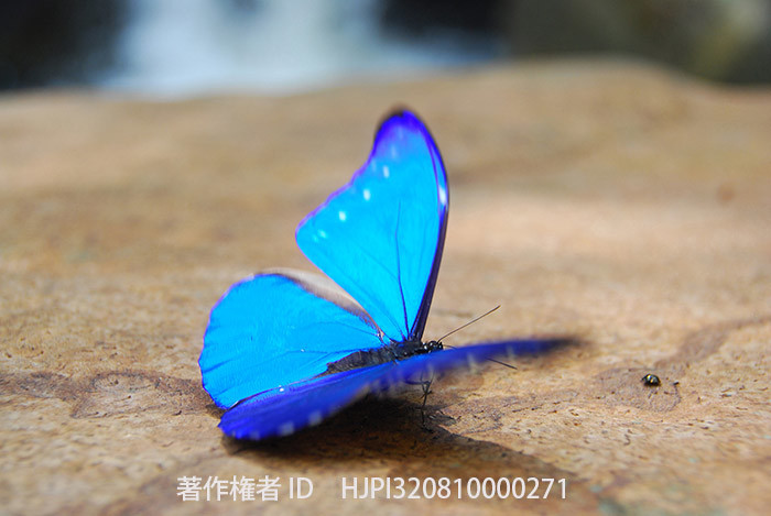 レテノールモルフォ