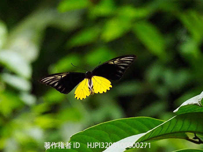 アンフリサスキシタアゲハ