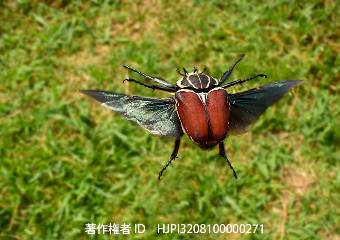ゴライアスオオツノハナムグリの飛翔