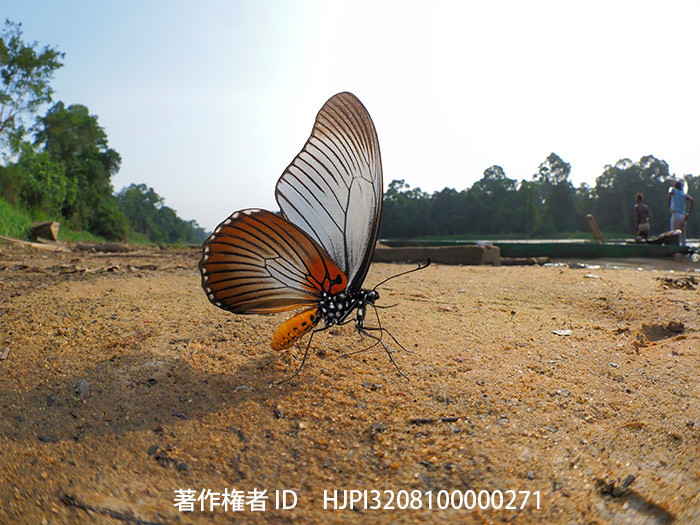 ザルモクシスオオアゲハ