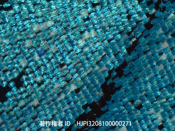 ザルモクシスオオアゲハの鱗粉