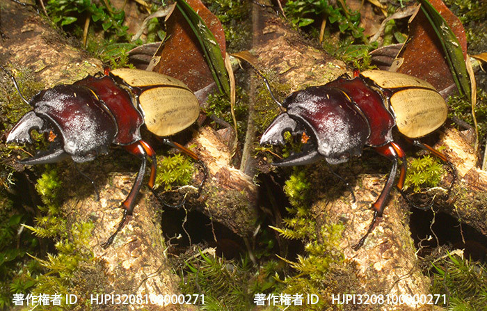 フェモラリスツヤクワガタの3D写真